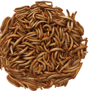 Live Mealworms