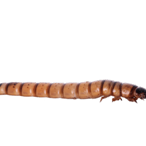 Super Worms